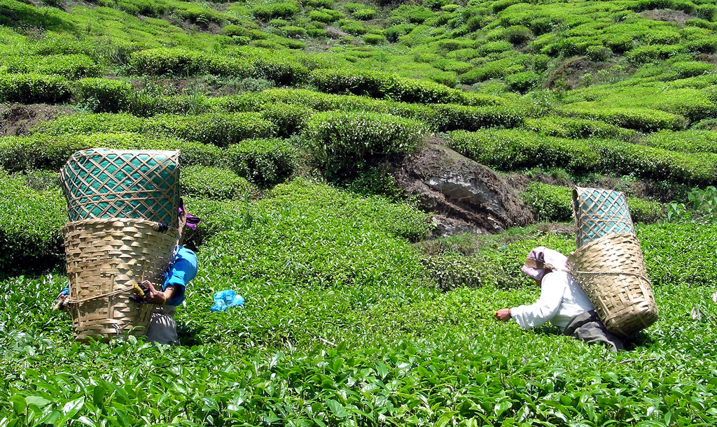 Darjeeling_wyprawy_glob_net_herbata Darjeeling_wyprawy_glob_net_herbata